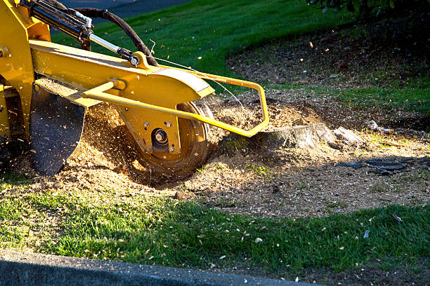 Best Tree Removal  in USA